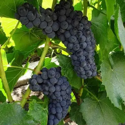 Виноград ВЭЛИАНТ в Кобрине