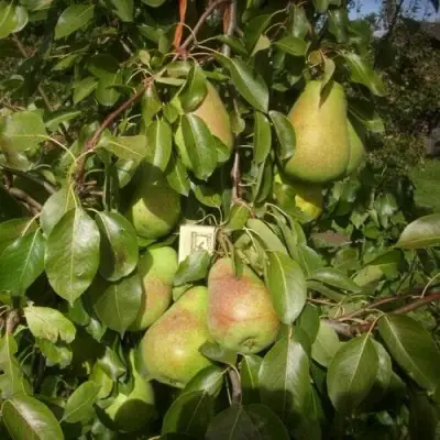 Груша БЕРЕ ЛЮКА в Кобрине