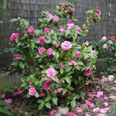 Камелия ДЕББИ в Кобрине