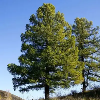 Лиственница сибирская в Кобрине