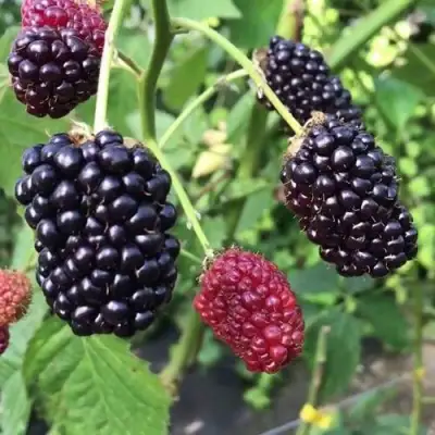 Ежевика ПРАЙМ АРК ФРИДОМ ремонтантная  в Кобрине