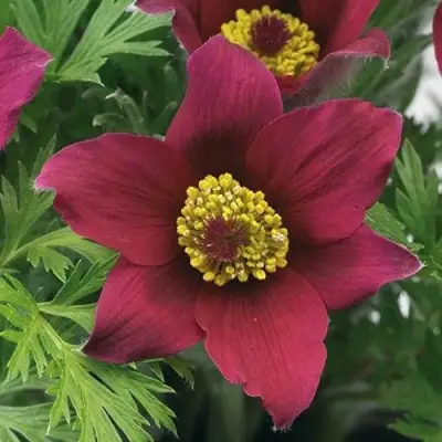 Прострел ПИНВИЛ РЕД ШЕЙДЕС в Кобрине