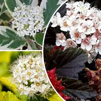 Комплект ЯРКАЯ ВСПЫШКА в Кобрине