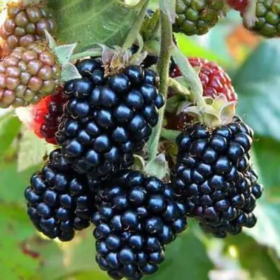 Ежевика ДЖАМБО бесшипная  в Кобрине