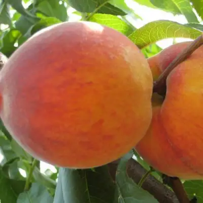 Персик СОЧНЫЙ в Кобрине