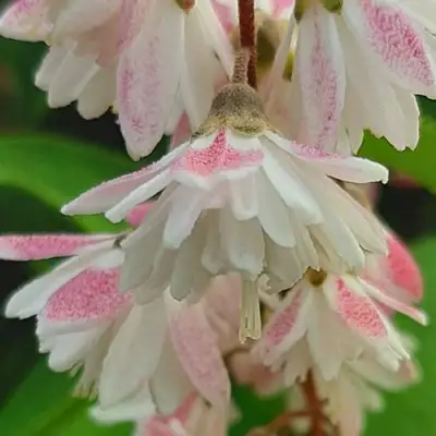 Дейция РОЗЕА ПЛЕНА в Кобрине