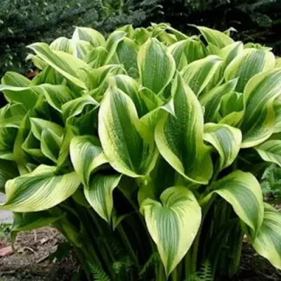 Хоста АУРЕОМАРГИНАТА в Кобрине