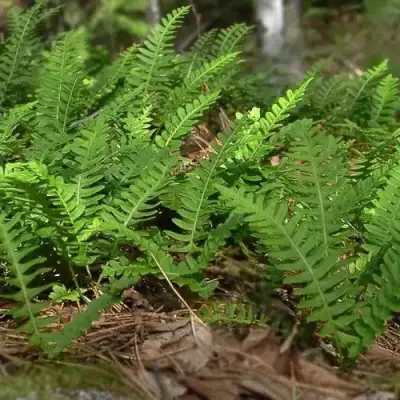Многоножка обыкновенная в Кобрине