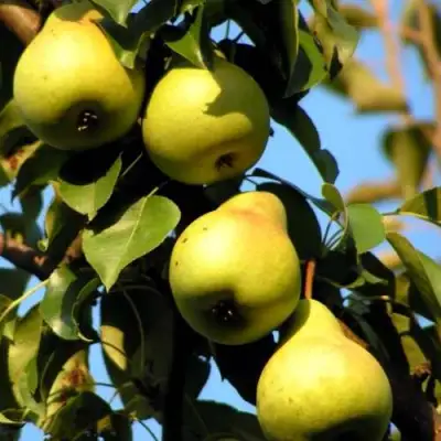 Груша НЕЖНОСТЬ колонновидная	 в Кобрине