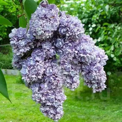Сирень АМИ ШОТТ в Кобрине