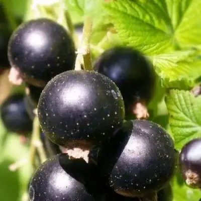 Смородина черная ЧЕРНООКАЯ в Кобрине