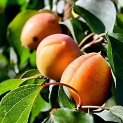 Абрикос БАЙ в Кобрине