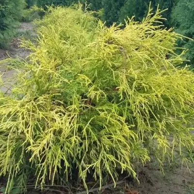 Кипарисовик ФИЛИФЕРА АУРЕА горохоплодный в Кобрине