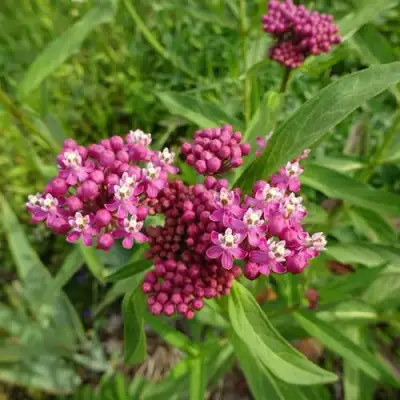 Ваточник МЯСО-КРАСНЫЙ в Кобрине