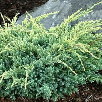 Можжевельник ХОЛГЕР чешуйчатый в Кобрине