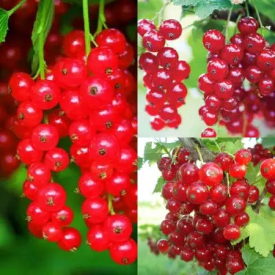 Комплект КРАСНЫЙ УРОЖАЙ в Кобрине