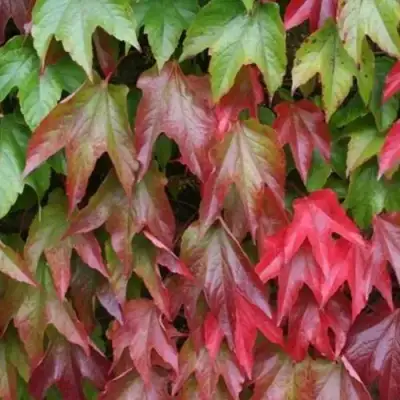 Девичий виноград тройчатый ВИЧИ в Кобрине