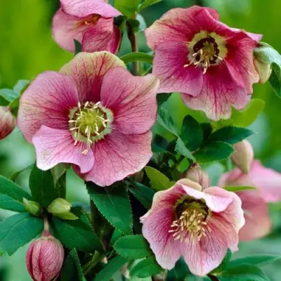 Морозник ВОСТОЧНЫЙ в Кобрине