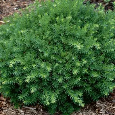 Тис ХИКСИ средний в Кобрине