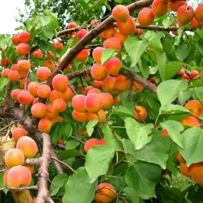 Абрикос ОТБОР АСТАХОВА в Кобрине