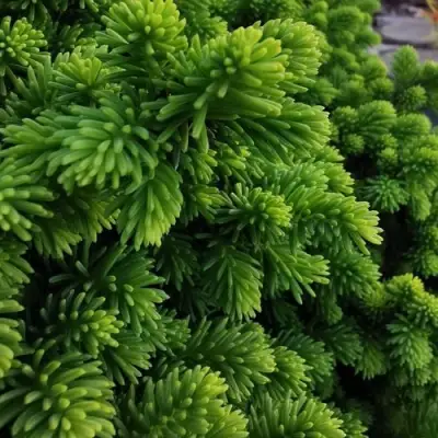 Ель ЛИТЛ ДЖЕМ обыкновенная в Кобрине