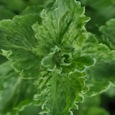 Мята КРИСПА в Кобрине