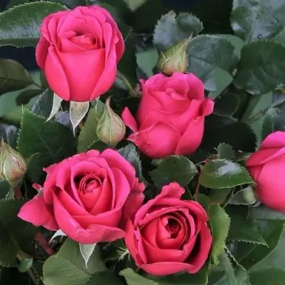 Роза ЛАВ ЛЕТТЕР флорибунда в Кобрине