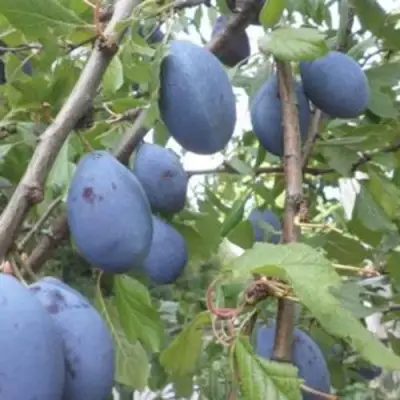 Слива ГИЛЬБЕРТ в Кобрине