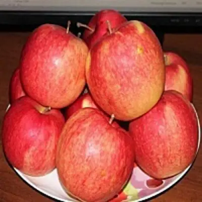 Яблоня ЛИГОЛ в Кобрине