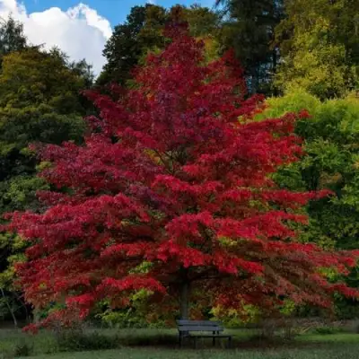 Дуб болотный в Кобрине