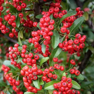 Пираканта РЕД КУИШОН в Кобрине