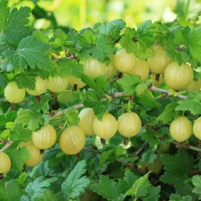 Крыжовник БЕРИЛЛ в Кобрине