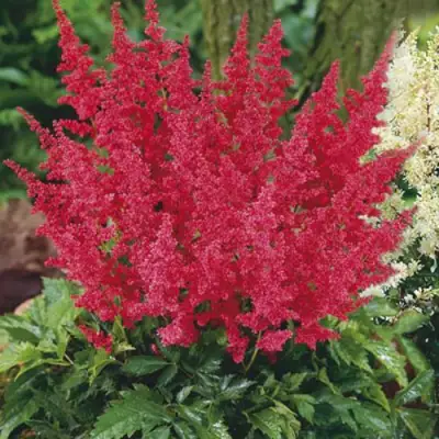 Астильба МОНТГОМЕРИ японская в Кобрине