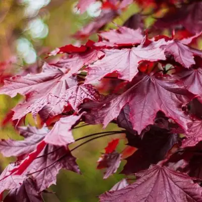 Клен РОЯЛ РЕД остролистный в Кобрине