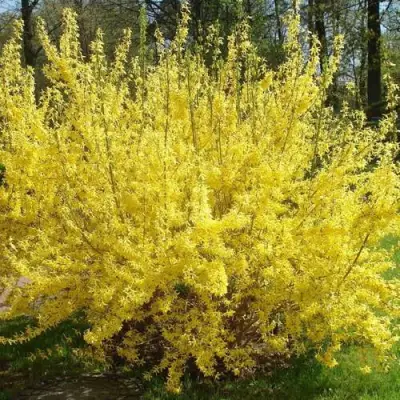 Форзиция ФОРЧУНА в Кобрине