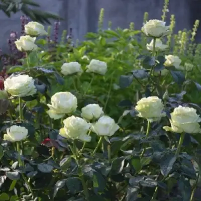 Роза ВАКАНА японская в Кобрине