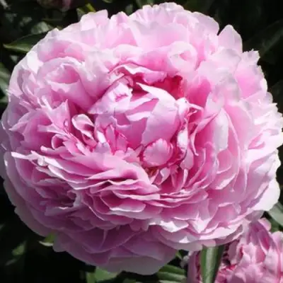 Пион ША-ЛА травянистый в Кобрине