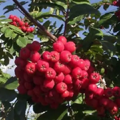 Рябина МОРАВСКАЯ сладкоплодная в Кобрине