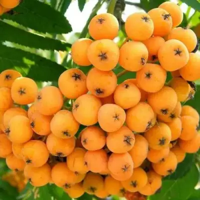 Рябина НЕВЕЖИНСКАЯ ЖЕЛТАЯ сладкоплодная в Кобрине