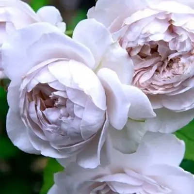 Роза ГРИЗЕЛИС шраб в Кобрине