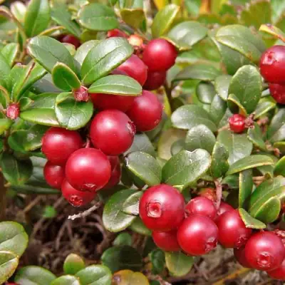 Брусника садовая АМЕРЛАНД в Кобрине