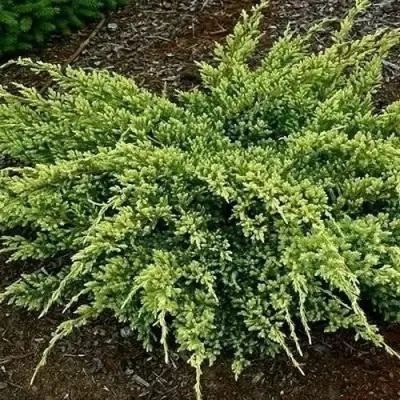 Можжевельник ДРИМ ДЖОЙ чешуйчатый в Кобрине