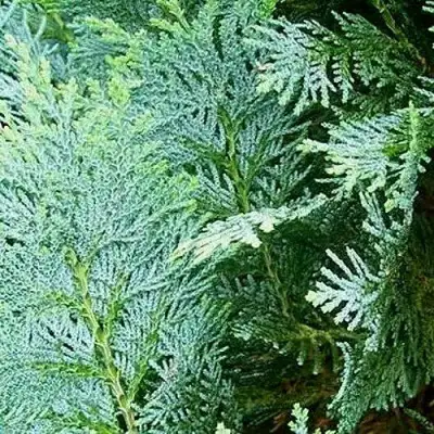 Кипарисовик КОЛУМНАРИС лавсона в Кобрине