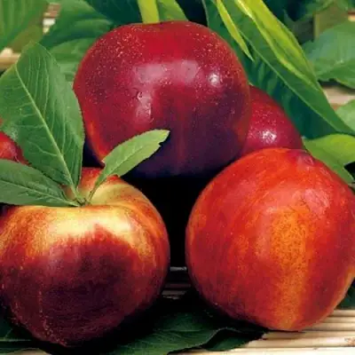 Нектарин СТАРК РЕД ГОЛД в Кобрине