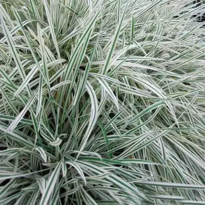 Райграс ВАРИЕГАТТА бульбоносный в Кобрине