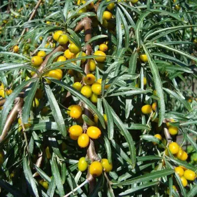 Облепиха ЖЕЛТОПЛОДНАЯ в Кобрине