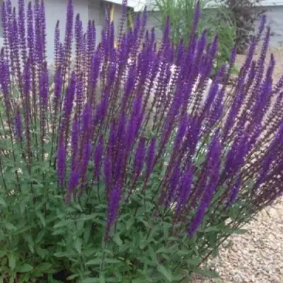 Шалфей КАРАДОНА в Кобрине