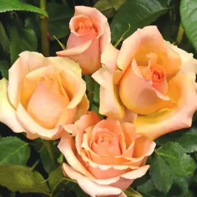 Роза ВЕРСИЛИЯ чайно-гибридная в Кобрине