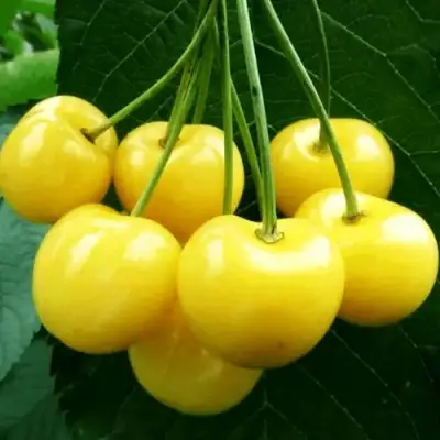 Черешня ПОДСНЕЖНИК в Кобрине