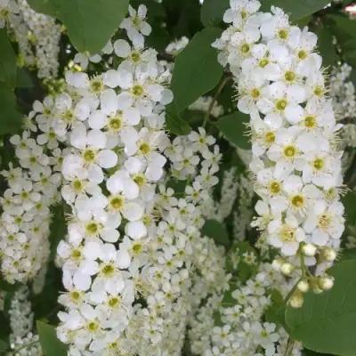 Черемуха САМОПЛОДНАЯ в Кобрине